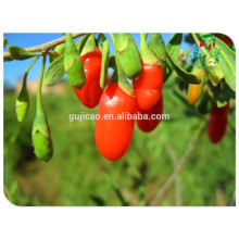 Frutos secos chinos Ningxia China bayas de goji 250/280/350/380/500/750 / wolfberry secado al sol, bayas de goji orgánicas secas
